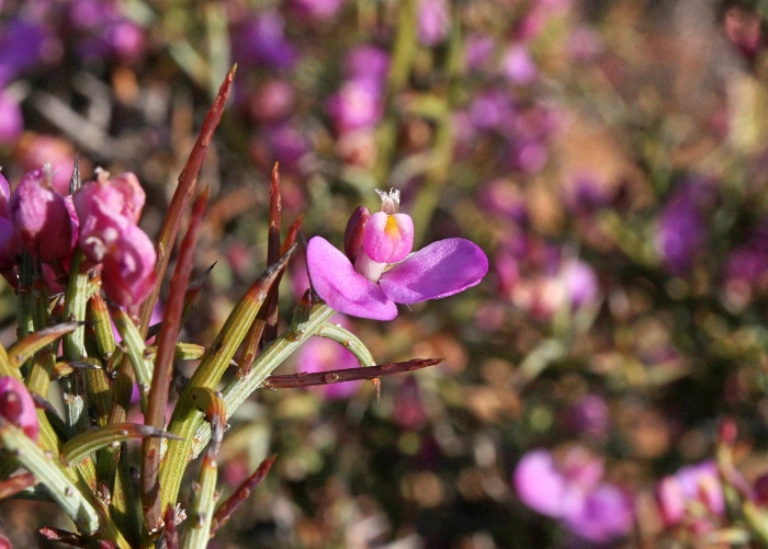 Western Australian Plants Polygalaceae